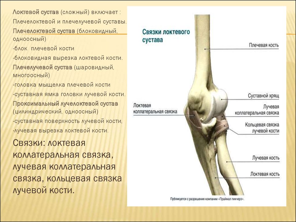 Локтевой мыщелок. Локтевой сустав характеристика. Кости локтевого сустава анатомия. Кости локтевого сустава человека анатомия. Локтевой сустав суставные поверхности.