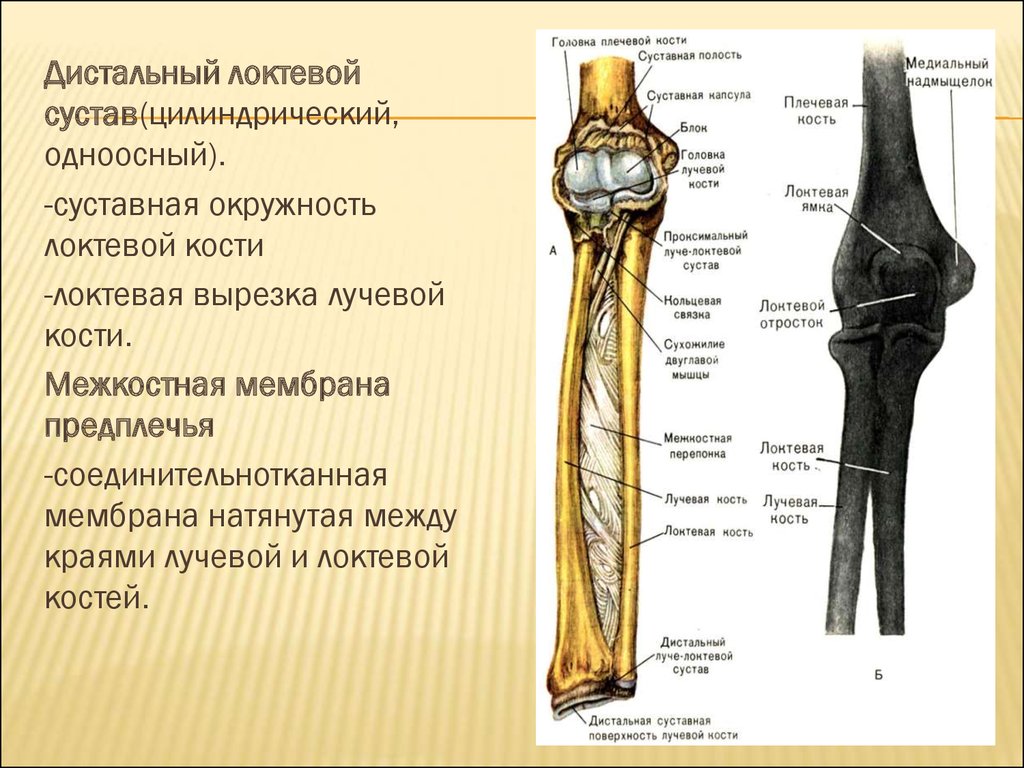 Соединения локтевой кости. Дистальный сустав локтевая кость. Межкостная мембрана соединяет кости. Локтевой сустав межкостная мембрана. Лучелоктевой синдесмоз.