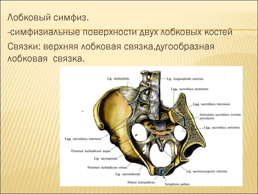 Подвздошной кости 2. Связочный аппарат крестцово-подвздошных сочленений. Ушковидный отросток подвздошной кости. Крестцово-подвздошный сустав. Лобковый симфиз.