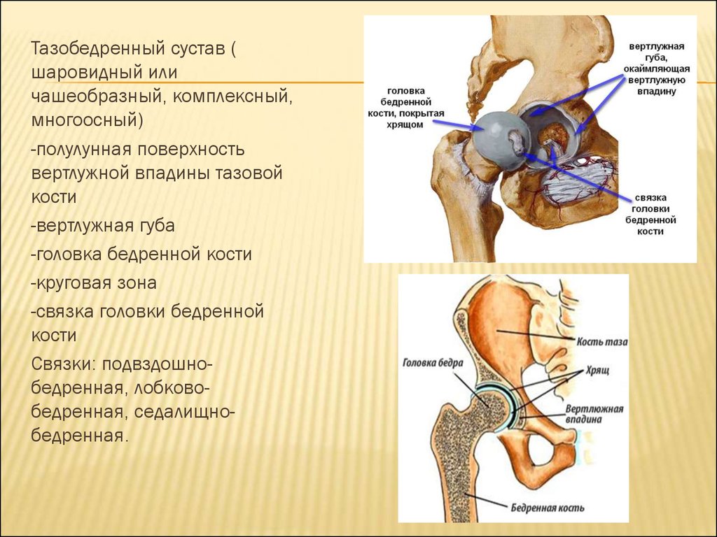 Тазобедренный сустав соединение. Бедренный сустав анатомия строение. Вертлужная впадина тазобедренного сустава анатомия. Тазобедренный сустав анатомия строение. Анатомическая структура тазобедренного сустава.