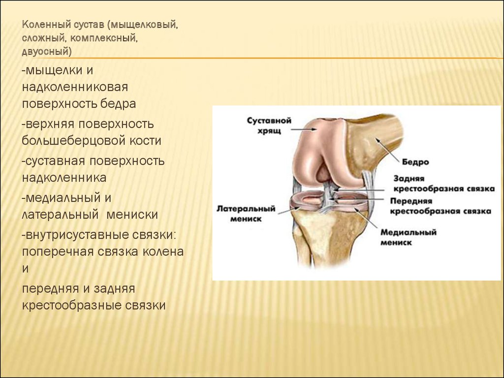 В суставе мыщелок. Коленный сустав соединение костей. Коленный сустав классификация анатомия. Коленный сустав мыщелковый. Мыщелковый сустав колена.