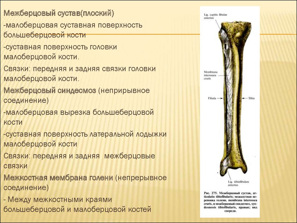 Между бедренной и большеберцовой костями какое. Суставная поверхность малоберцовой кости. Межберцовый синдесмоз классификация. Соединения костей голени межберцовый сустав. Передняя и задняя связка головки малоберцовой кости.