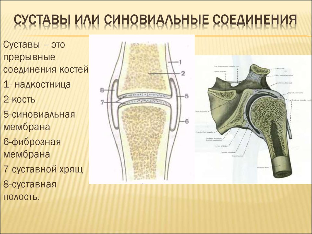 Суставное соединение костей. Прерывные соединения костей суставы. Надкостница коленного сустава. Строение синовиального соединения анатомия. Строение синовиального сустава.