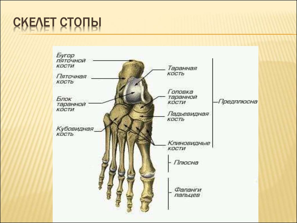 Кости подошвы. Стопа строение кости скелет. Кости стопы анатомия. Строение стопы ноги кости. Скелет стопы человека анатомия.