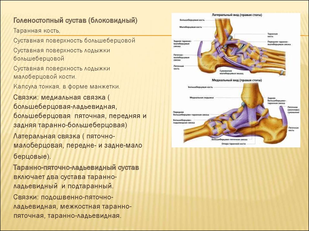 Голеностопный сустав образуют. Голеностопный сустав анатомия строение описание. Голеностопный сустав вспомогательные элементы. Связки таранно пяточного сустава. Голеностопный сустав анатомия форма.