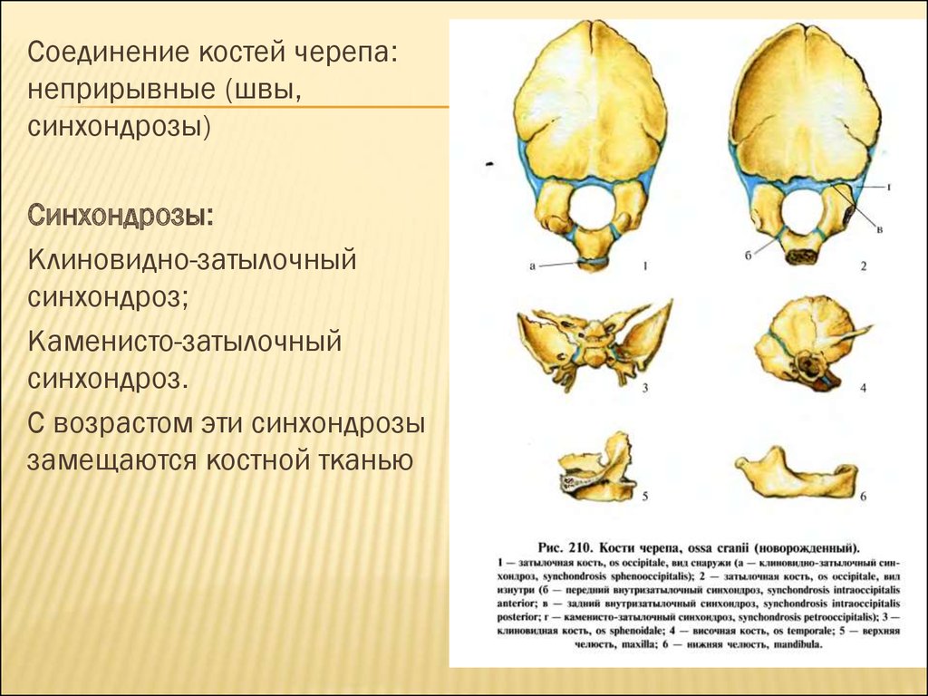Соединения между затылочной костью. Швы соединяющие кости черепа. Подвижное соединение костей черепа. Кости черепа затылочная кость. Временные синхондрозы черепа.