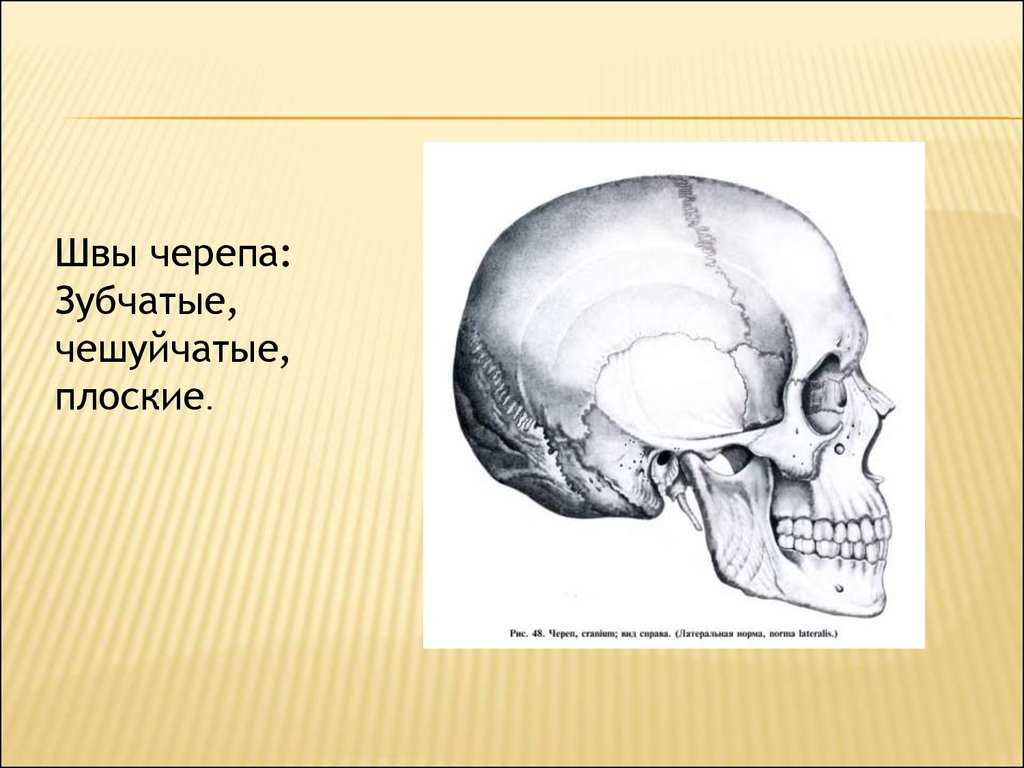 Шов между теменными костями. Швы соединяющие кости черепа. Соединения костей черепа анатомия швы. Сосцевидный шов черепа. Соединение костей черепа швы.