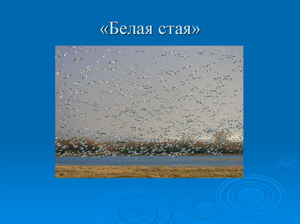 Белая стая. Стих белая стая. Шала стая белая. Белая стая обложка.