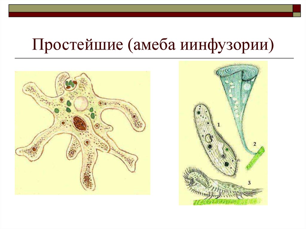 Амеба простейшая. Амёба обыкновенная царство. Амеба одноклеточная. Кишечная амеба строение.