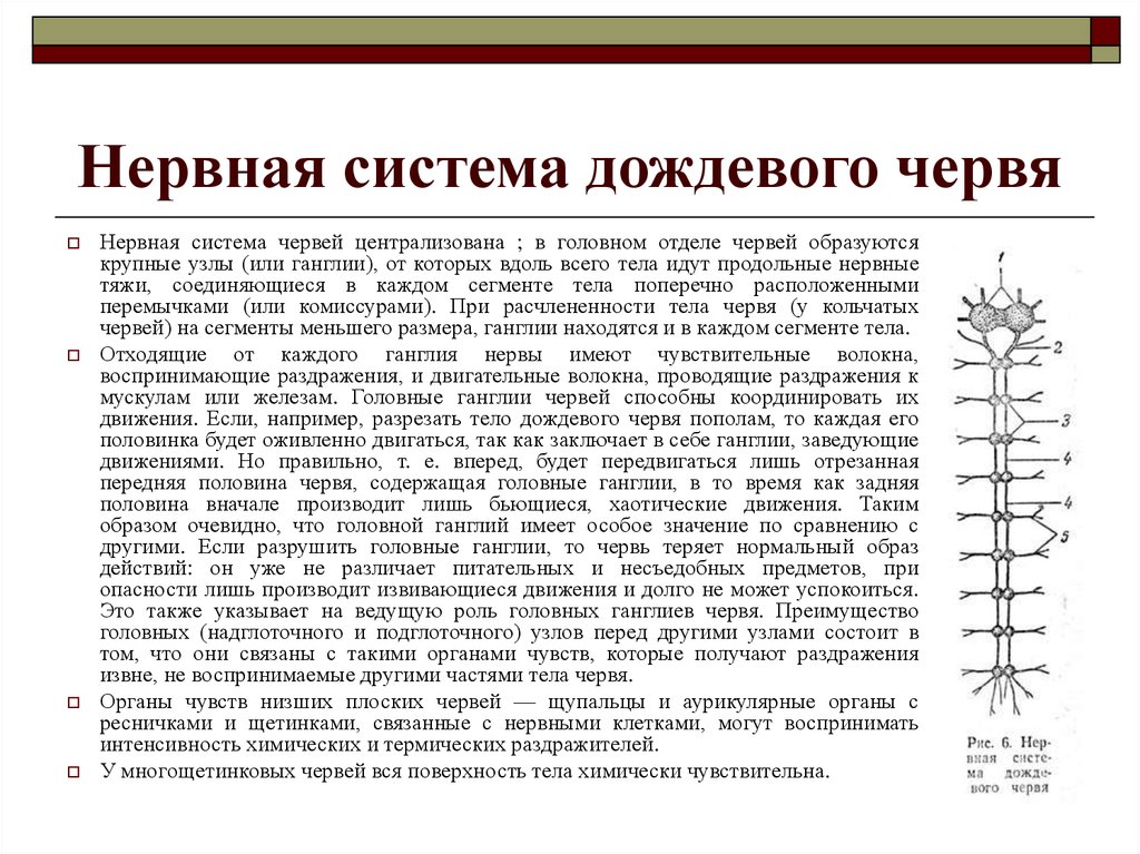 Нервная система червя состоит из