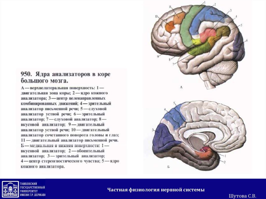 Центры анализаторов. Ядра анализаторов в коре большого мозга. Частная нервная система физиология. Ядро вкусового анализатора. Ядро двигательного анализатора письменной речи.