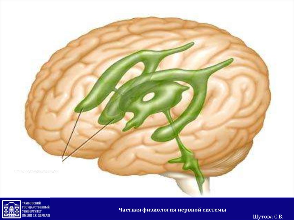 Полости мозга заполнены. Желудочковая система головного мозга анатомия. Структура головного мозга, желудочки. Третий желудочек головного мозга анатомия. Боковые желудочки головного мозга анатомия.
