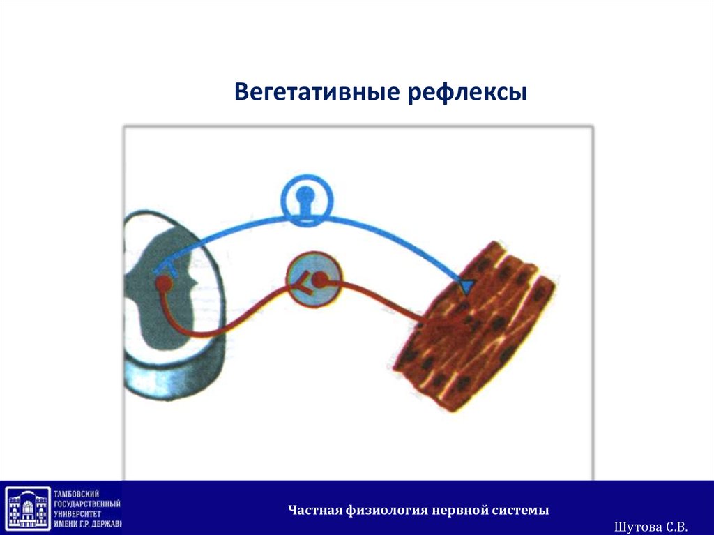 Вегетативные рефлексы. Вегетативные рефлексы физиология. Классификация вегетативных рефлексов. Периферические вегетативные рефлексы.