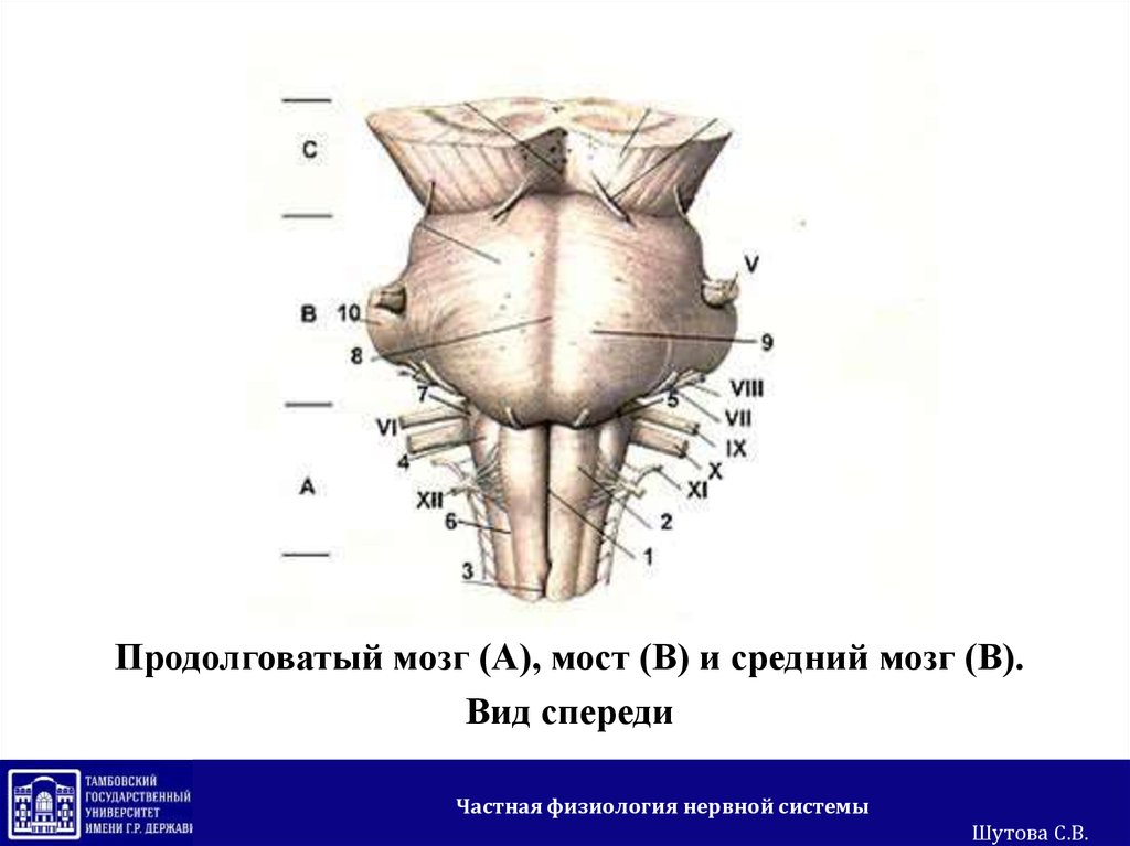 Продолговатый мозг на рисунке