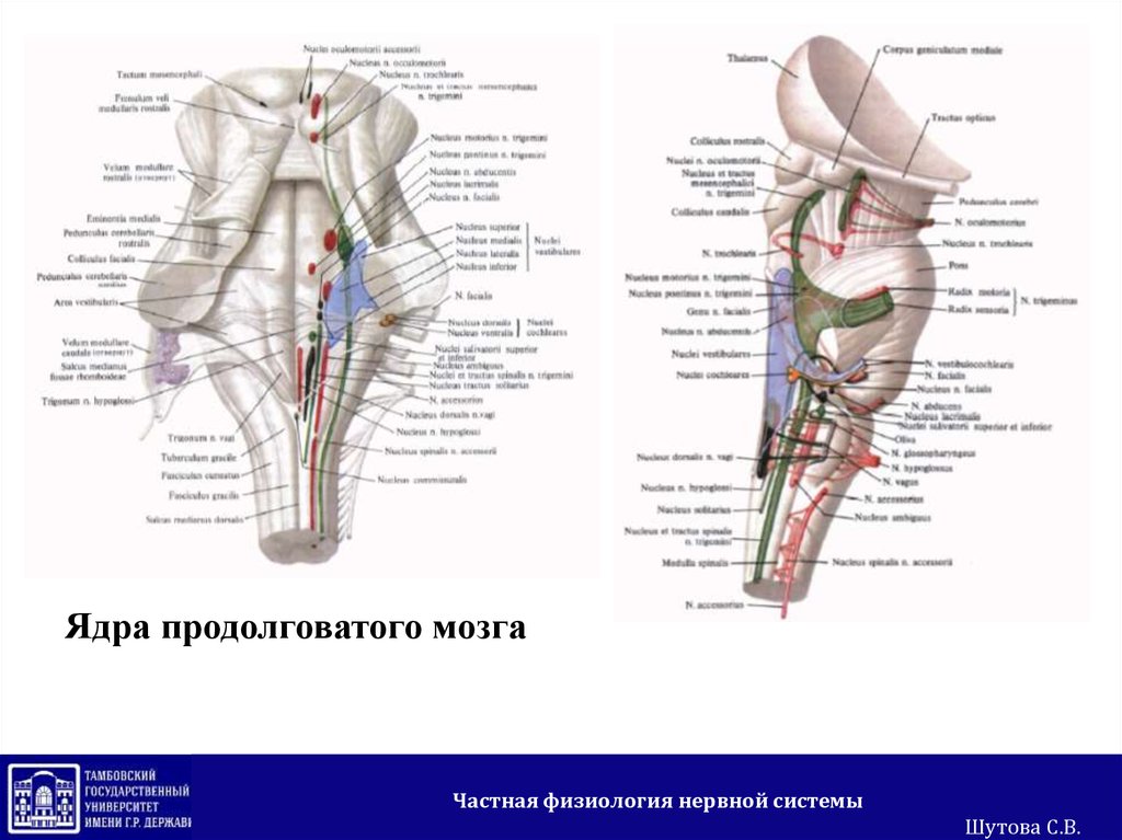 Нервы продолговатого мозга. Ядра продолговатого мозга. Ядра продолговатого мозга физиология. Частная физиология продолговатого мозга.. Двигательные ядра продолговатого мозга.