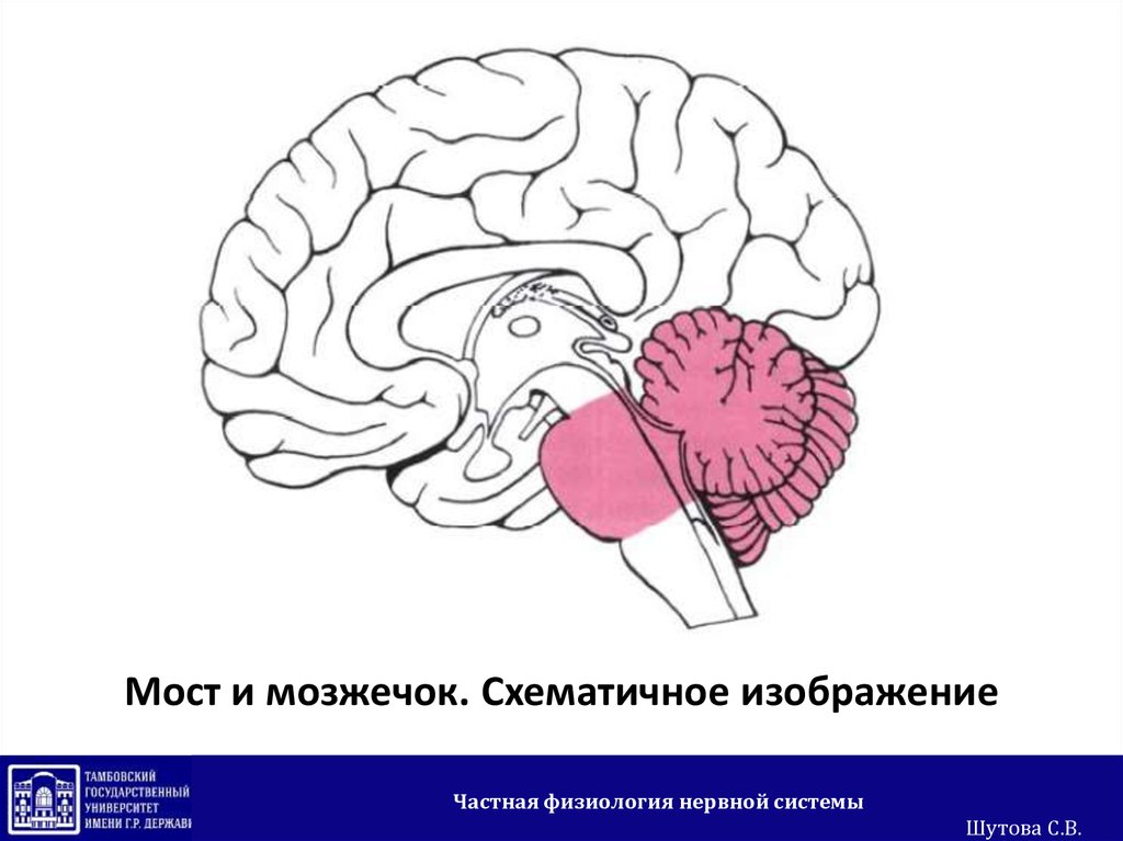 Варолиев мост рисунок