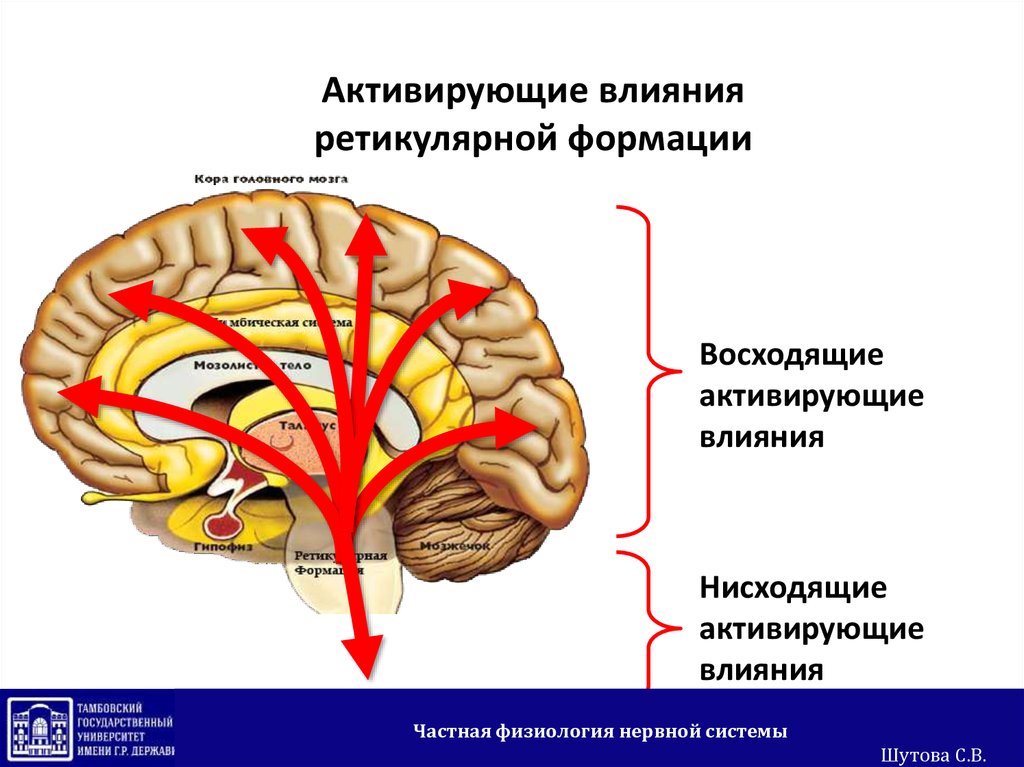 Процесс торможения в коре головного мозга. Ретикулярная формация ствола головного мозга. Нисходящее влияние ретикулярной формации. Восходящая активирующая система ретикулярной формации. Активирующее влияние ретикулярной формации.