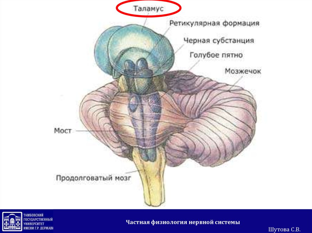 Продолговатый мозг рисунок. Варолиев мост мозг. Головной мозг ствол мозга продолговатый мозг строение. Варолиев мост и средний мозг. Ретикулярная формация ствола мозга.