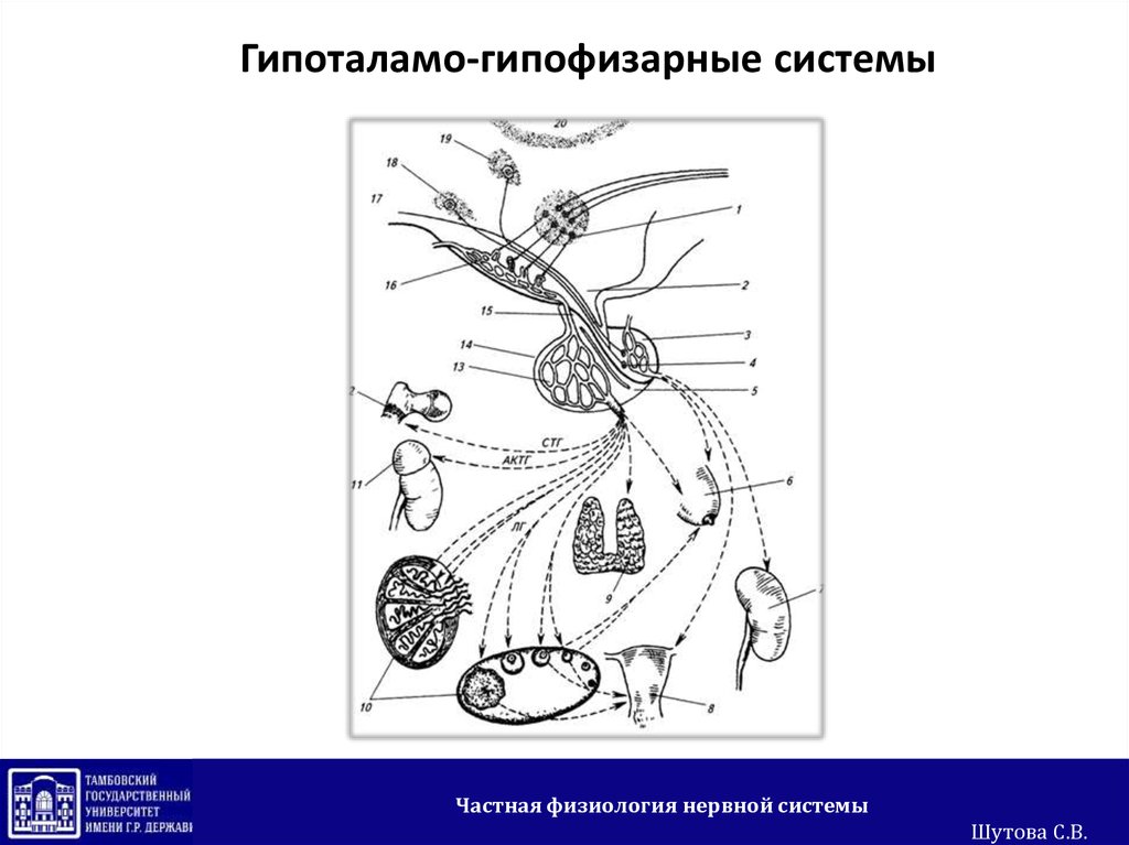 Гипоталамо гипофизарная система картинки