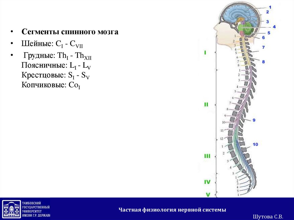 Сегменты мозга. Крестцовые сегменты спинного мозга. Грудные сегменты спинного мозга. Копчиковый сегмент спинного мозга. Шейные и грудные сегменты.