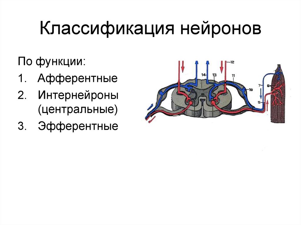 Интернейроны. Центральный Нейрон. Вставочный Нейрон. Интернейроны Нейроны физиология.