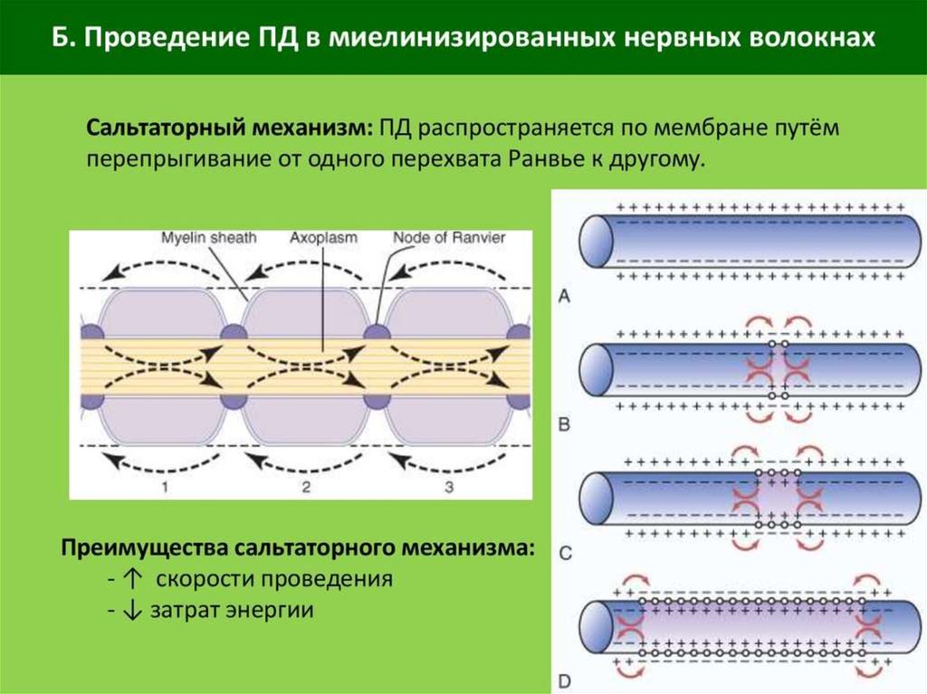 Проведение нервного. Сальтаторный механизм проведения импульса. Проведение возбуждения в миелинизированных нервных волокнах.. Сальтаторное проведение возбуждения по миелинизированным волокнам. Распространение возбуждения по миелинизированному нервному волокну.