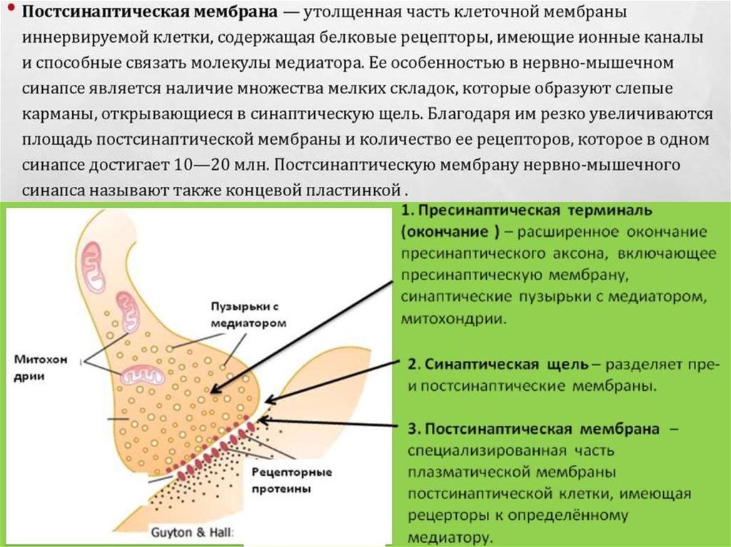 Синапс постсинаптическая мембрана. Пресинаптическая мембрана это физиология. Пресинаптическая мембрана и постсинаптическая мембрана. Прешпатическая мембрана. Пресимпампатическая мембрана.