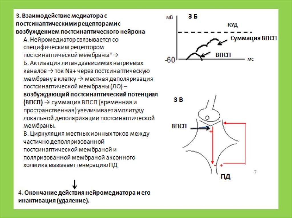 Возбуждение нейрона. Взаимодействие медиатора с рецепторами постсинаптической мембраны. Связывание нейромедиатора с рецепторами постсинаптической мембраны.. Взаимодействие медиатора с постсинаптической мембраной.. Мембранный потенциал на постсинаптической мембране.