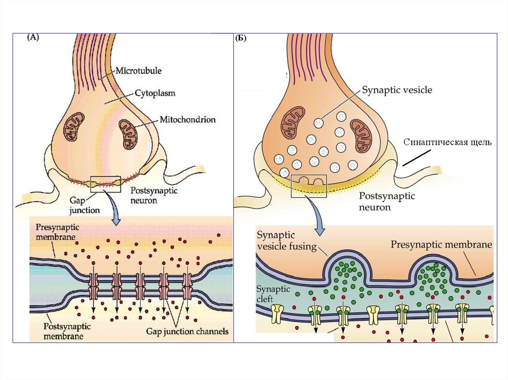Электрический синапс. Химический синапс физиология. Нервно химический синапс. Нервно-мышечная передача строение синапса. Схема центрального химического синапса.
