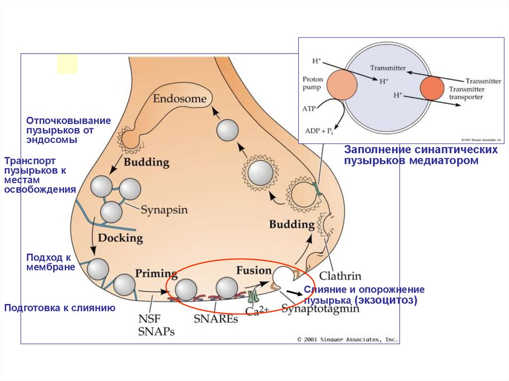 Везикулы с нейромедиаторами. Экзоцитоз синаптических везикул. Медиатор в синаптических пузырьках. Экзоцитоз в синапсе. Везикулы в синапсе.