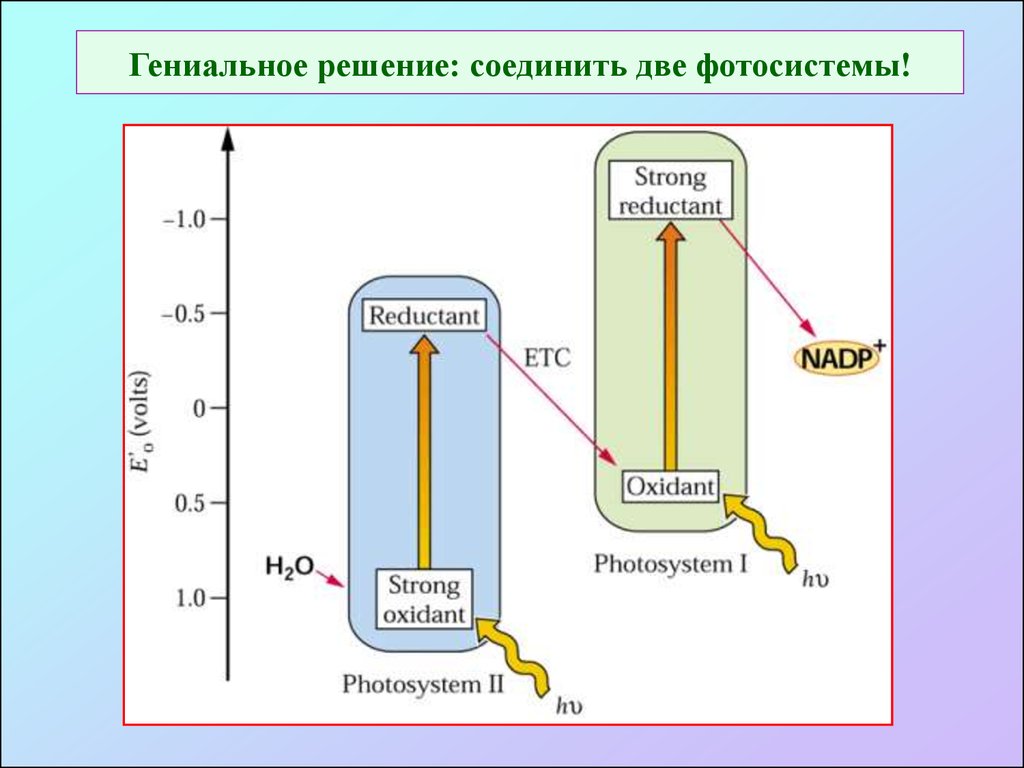 Процессы фотосистемы 1