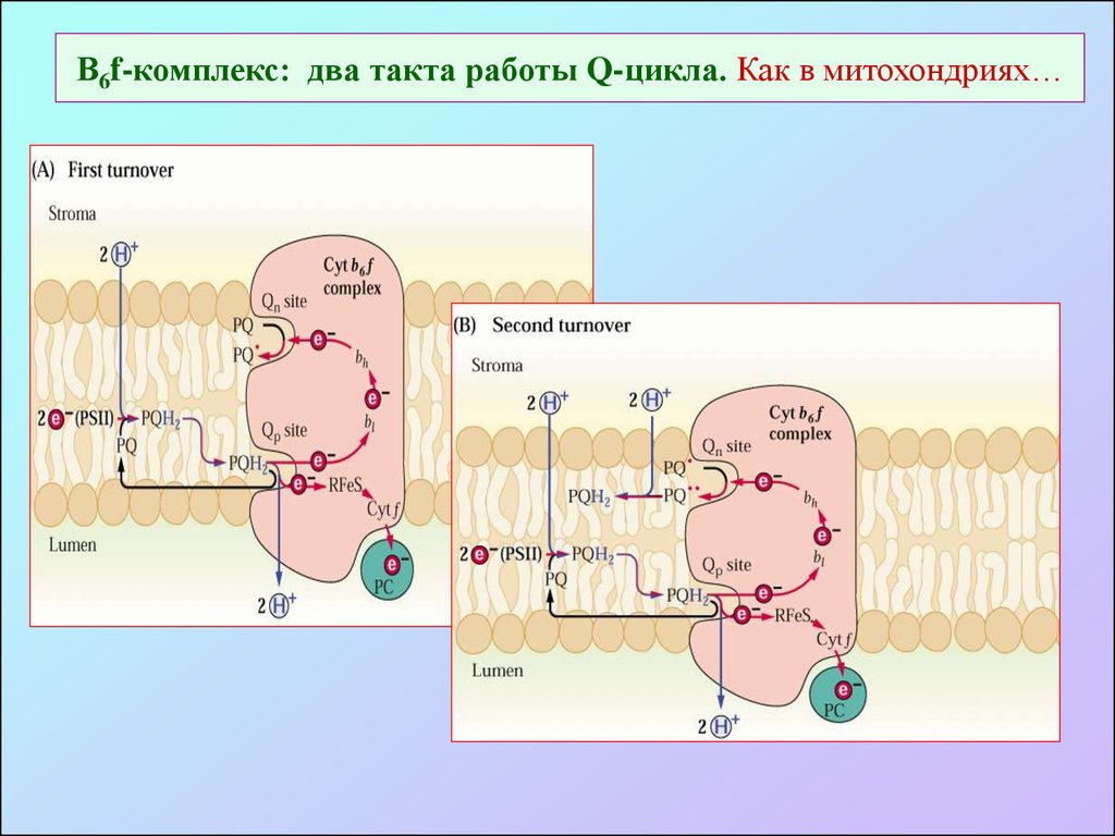 Фотосинтез в митохондриях. Цитохром b6/f комплекс. Цитохромный комплекс b6f. Q цикл.