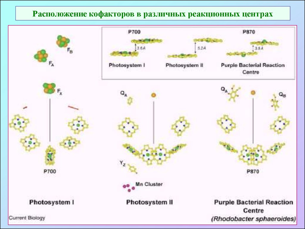 Реакционный центр фотосистемы