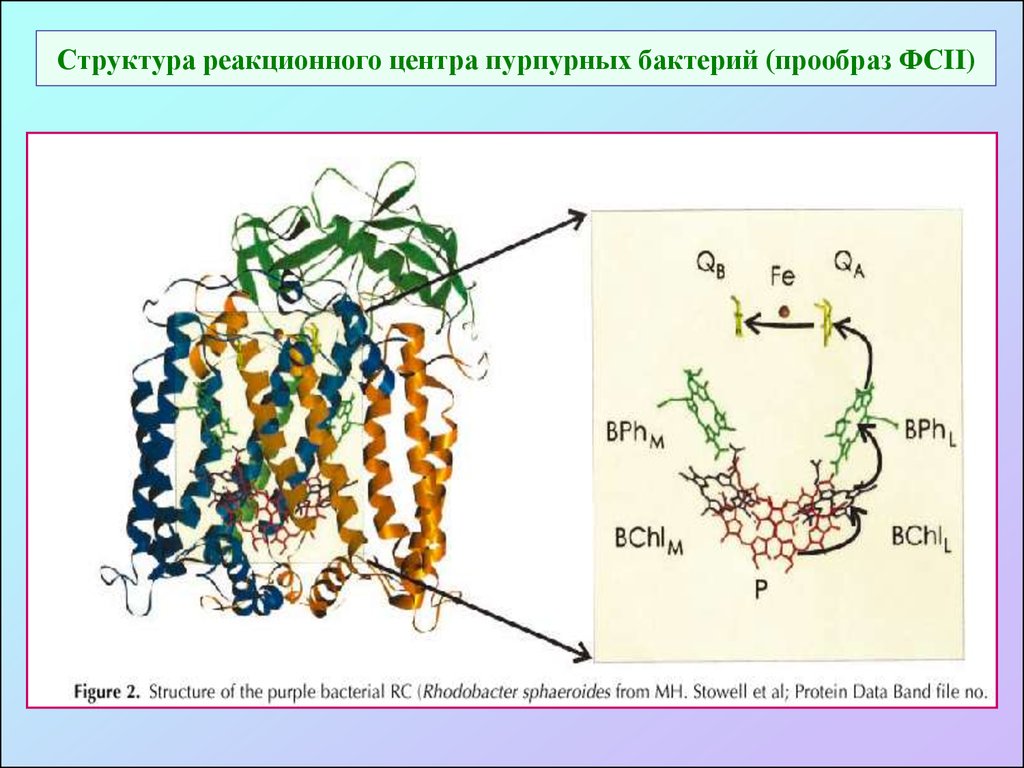 Реакционный центр фотосистемы