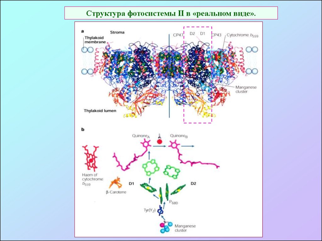 Фотосистема 2. Фотосистема 2 строение. Строение фотосистемы 1 и 2. Фотосистема 1. Структура второй фотосистемы.