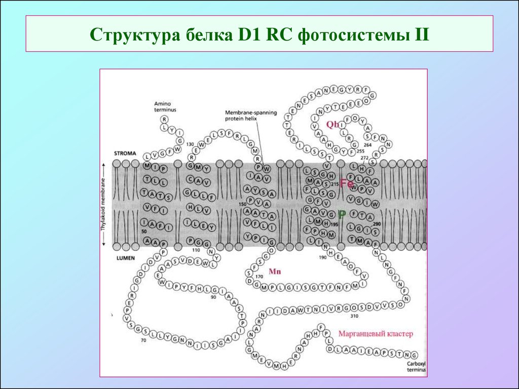 Белок том 1. Структуры белка. Фотосистема 2 строение. Белок d1 фотосистемы 2. Фотосистема белков.