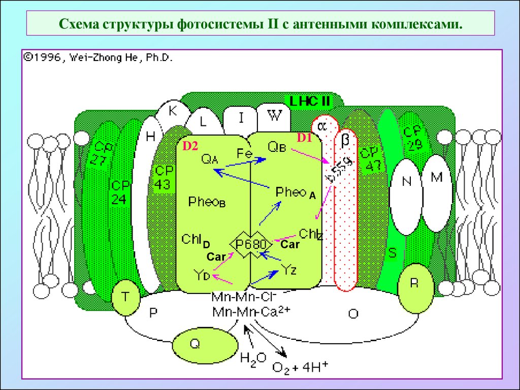 Схема ca. Фотосистема 2 фотосинтез. Схема фотосистемы 2. Строение фотосистемы 2. Антенный комплекс фотосистемы.
