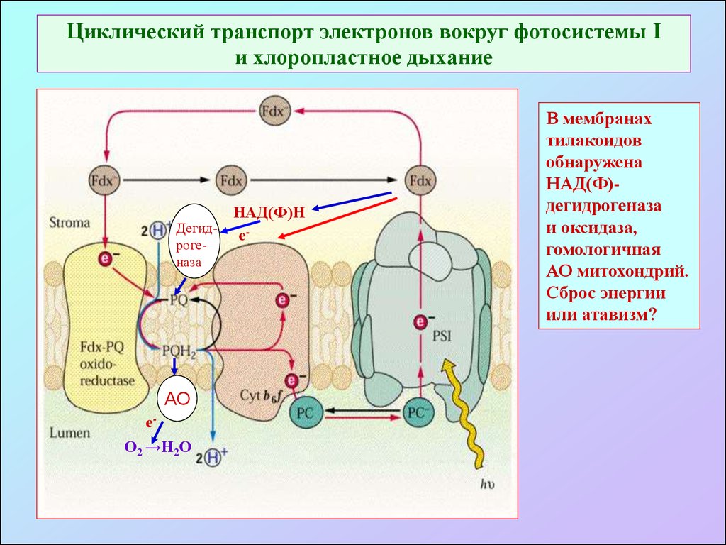 Схема нециклического фосфорилирования