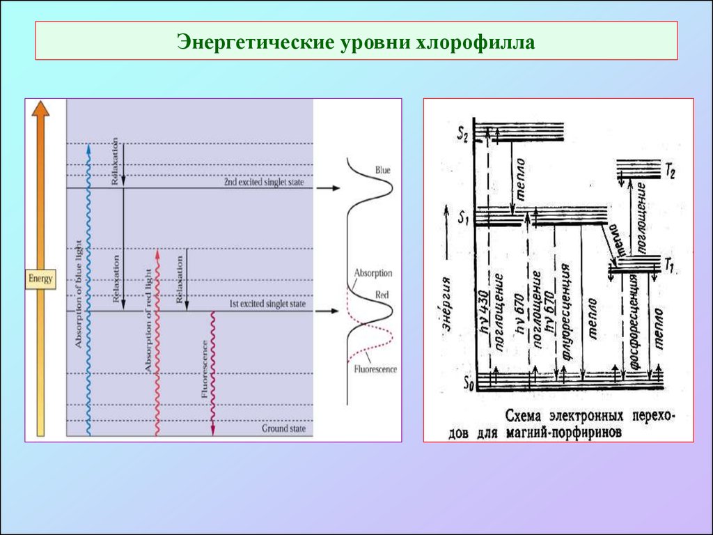 Что это энергетическое уровень. Энергетические уровни хлорофилла. Уровни возбуждения хлорофилла. Схема Яблонского. Диаграмма Яблонского для хлорофилла.