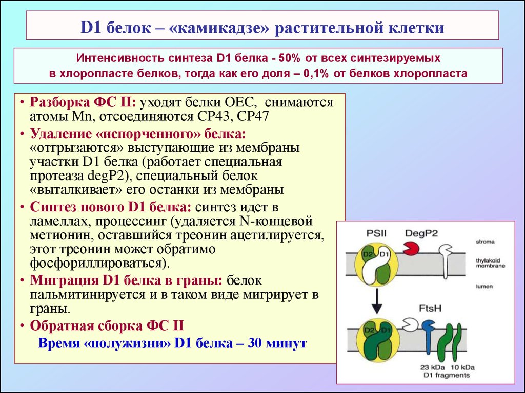 Клеточная интенсивность