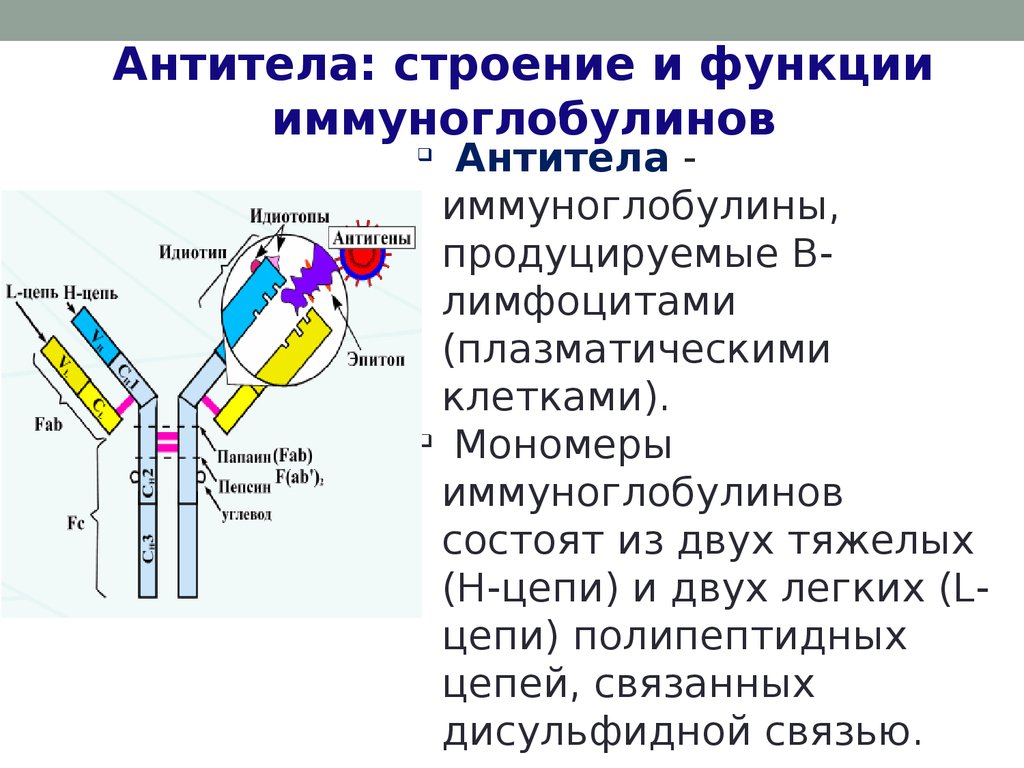 Домены антител. Иммуноглобулины структура и функции. Антитела иммуноглобулины структура. Строение антител иммуноглобулинов. Строение иммуноглобулинов иммунология.