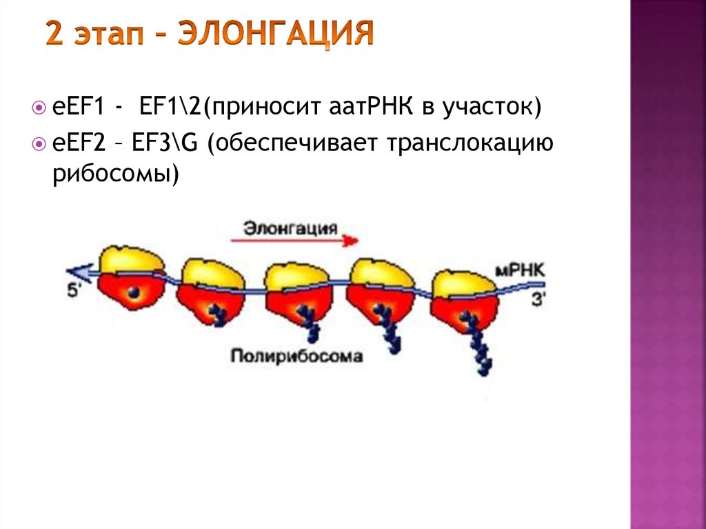 Трансляция у прокариот и эукариот