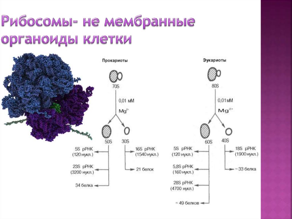 Мембранные органоиды эукариот. Структура рибосом прокариот и эукариот таблица. Мембранные органоиды эукариоты растения. Строение рибосом прокариот и эукариот. Строение рибосом прокариот.