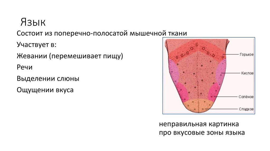 Любой язык состоит из