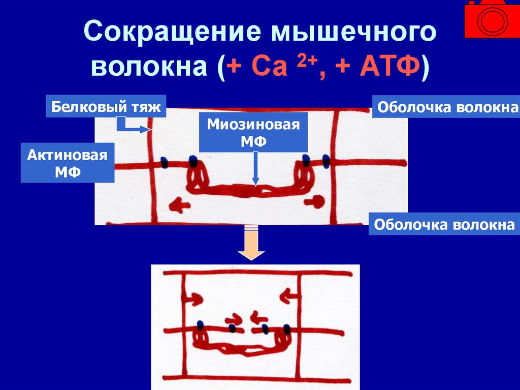 Сокращение мышечного волокна. Процесс сокращения мышечного волокна. Мышца и волокно сокращение. АТФ механизм сокращения мышечного волокнам. Сокращение отдельных мышечных волокон.