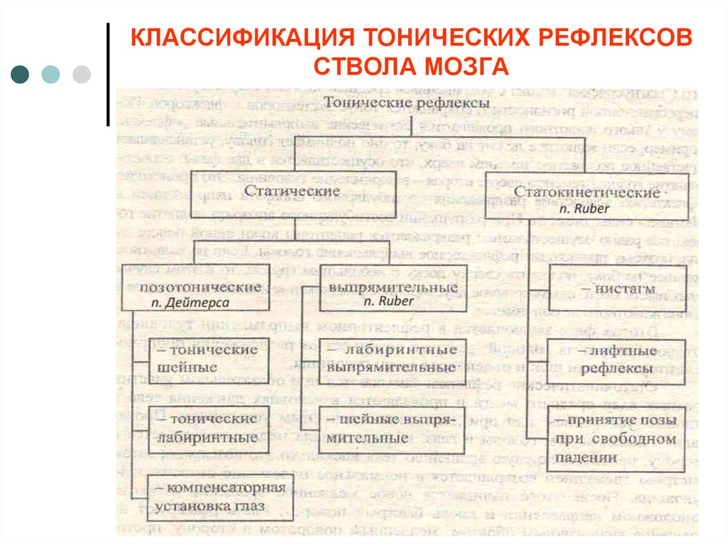 Классификация мозга. Тонические рефлексы ствола мозга. Классификация тонических рефлексов. Классификация тонических рефлексов физиология. Позные рефлексы ствола мозга таблица.