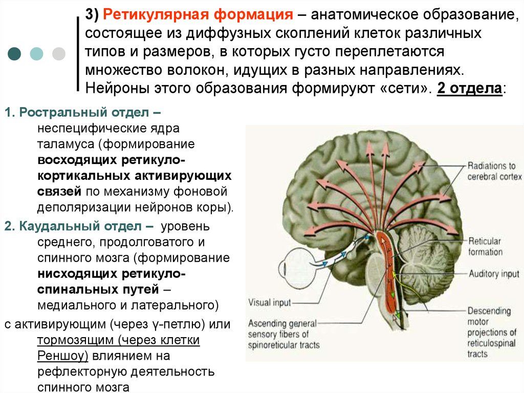 Функциональные особенности мозга. Отдел головного мозга ретикулярная формация. Ретикулярная формация ствола мозга. Функции ретикулярной формации анатомия. Функции ретикулярной формации ствола мозга.