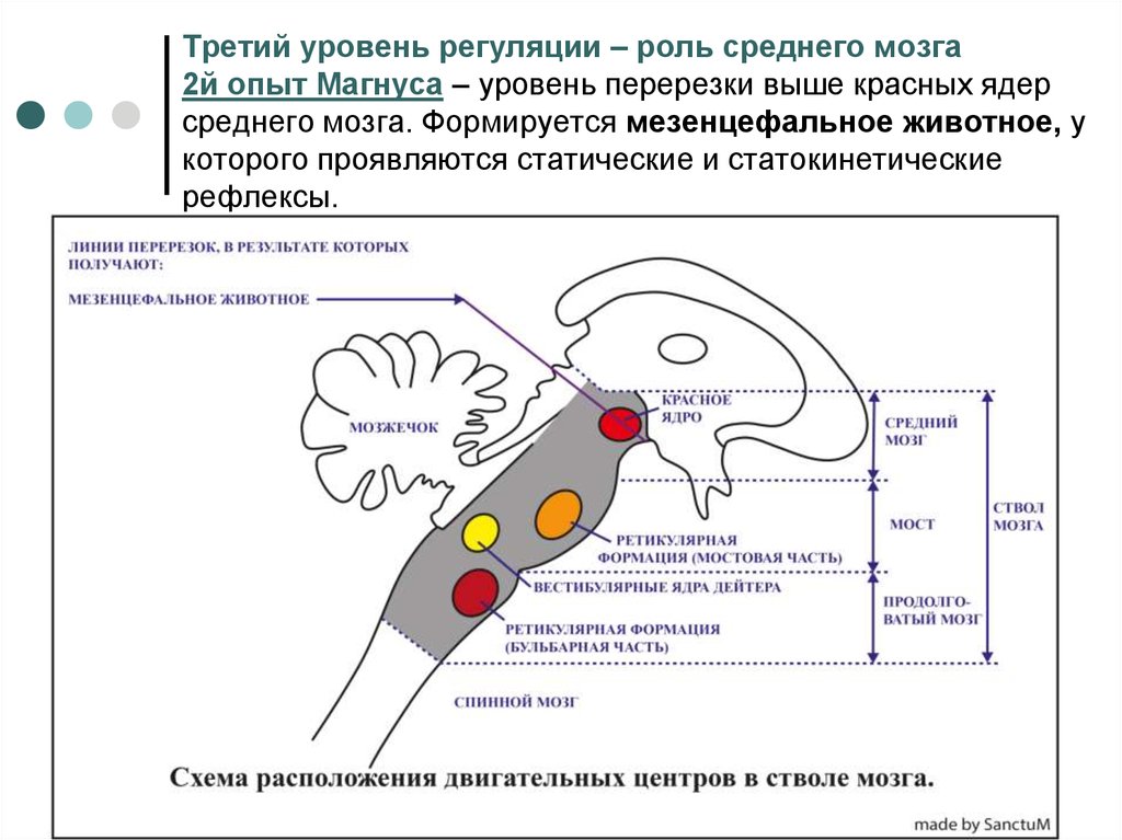 Рефлекторная деятельность головного мозга. Состояние мышечного тонуса мезенцефального животного. Рефлексы на уровне среднего мозга. Статические и статокинетические рефлексы ствола мозга. Мезэнцефальное животное физиология.