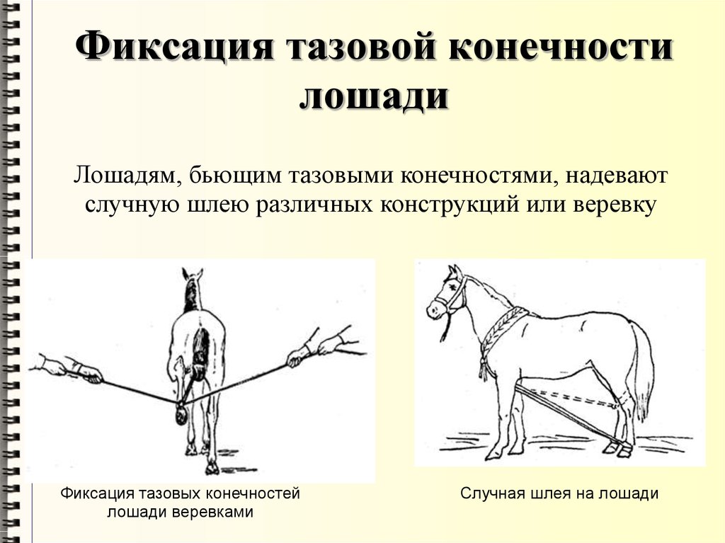 Фиксация животных презентация