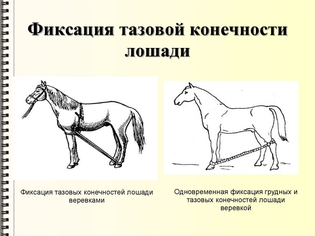 Как называют представленный на рисунке ряд скелетов конечностей предков современной лошади